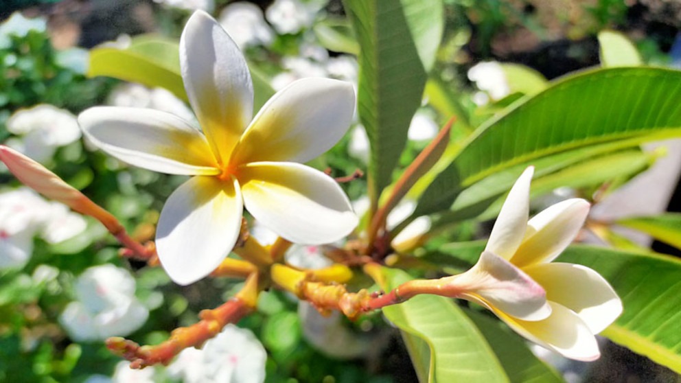 White frangipani closeup.