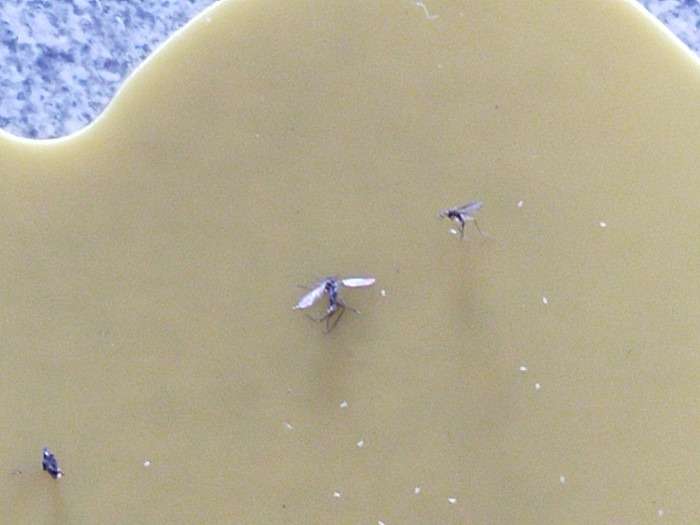 Fungus gnat on sticky trap