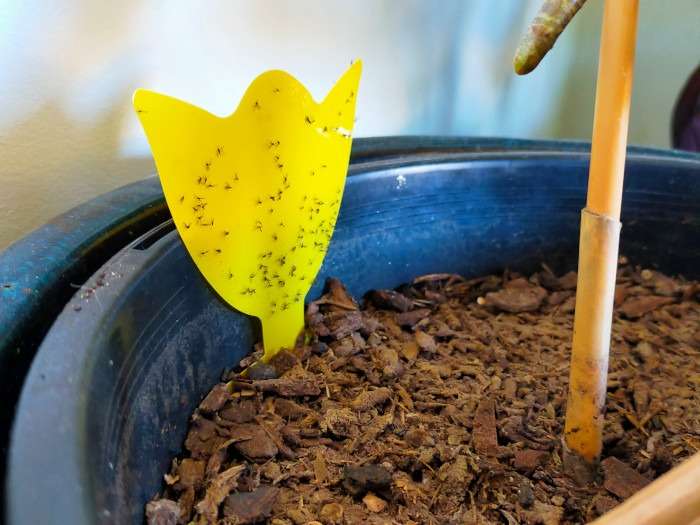 Gnat infestation on yellow sticky trap