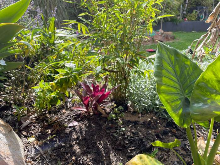 Red plant in a garden