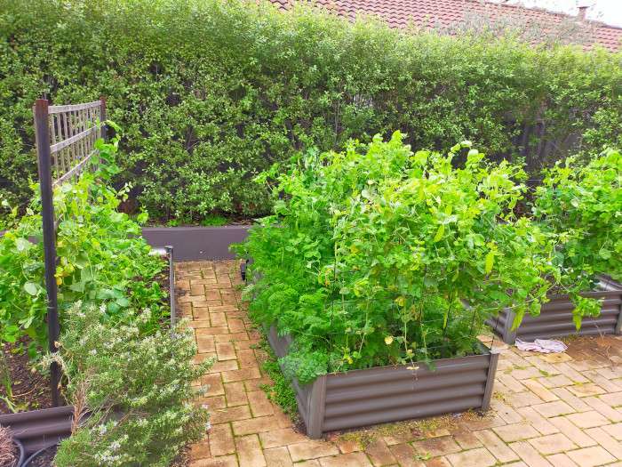 Peas growing in a raised bed.