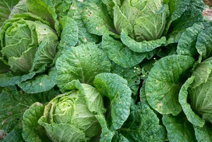 Close up of cabbage heads growing.
