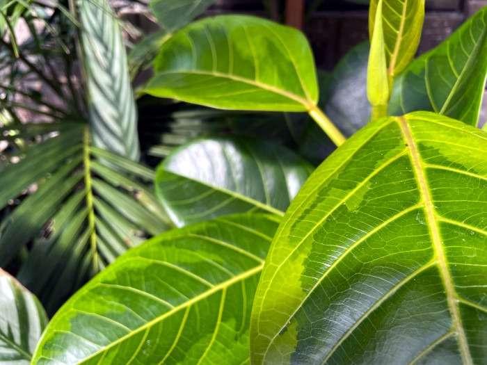 Yellow Gem rubber plant closeup shot.