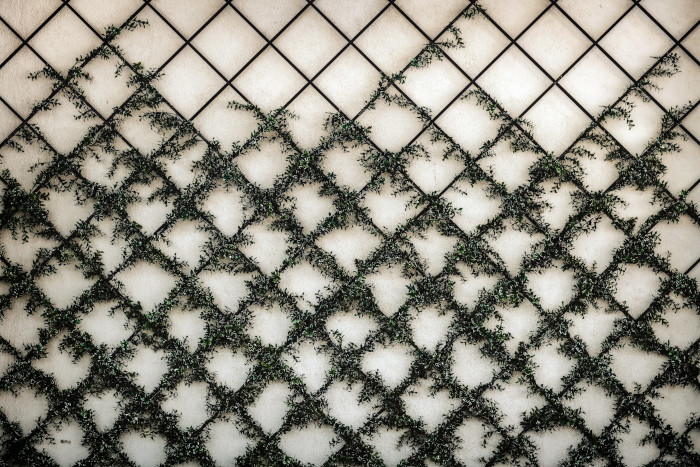 Wall trellis with diagonal pattern growing plant.