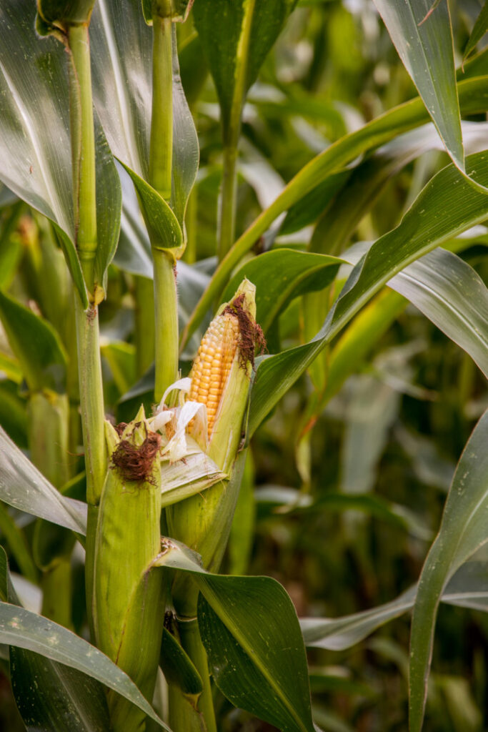 Full cobs of corn growing on plants.