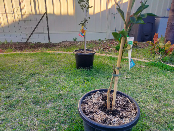 Fruit trees grown in black plastic pots.