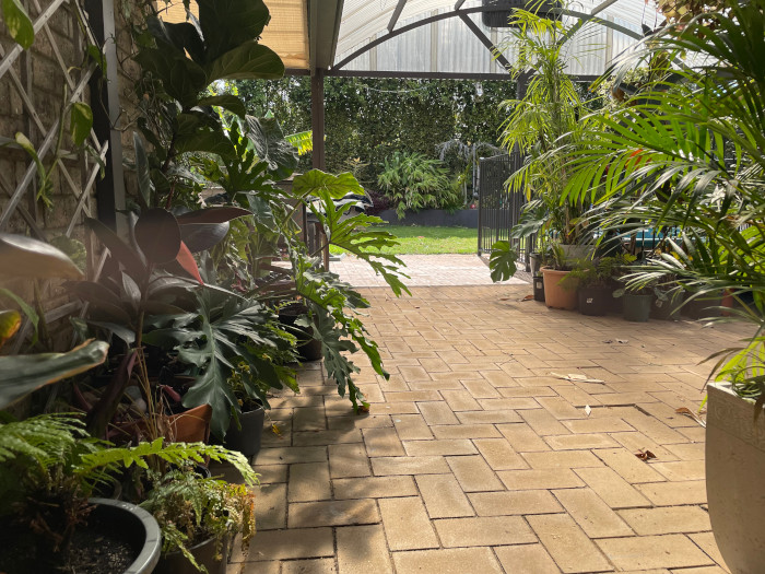 Tropical plants on patio.