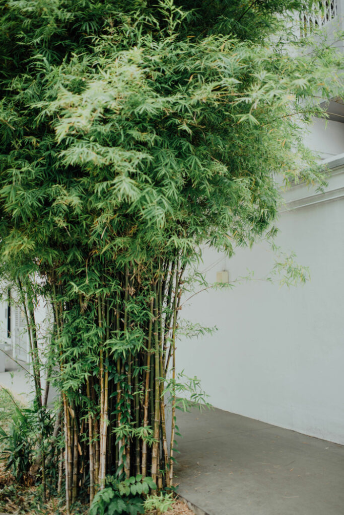 Clumping bamboo that is about 3 meters tall.