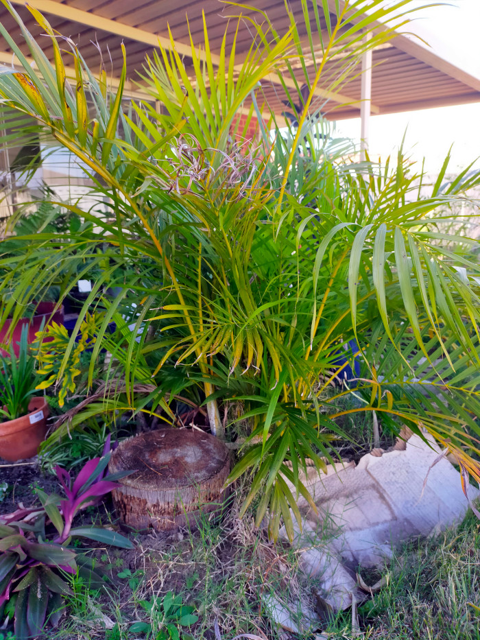 Golden cane palm with wooden stump in front of it.
