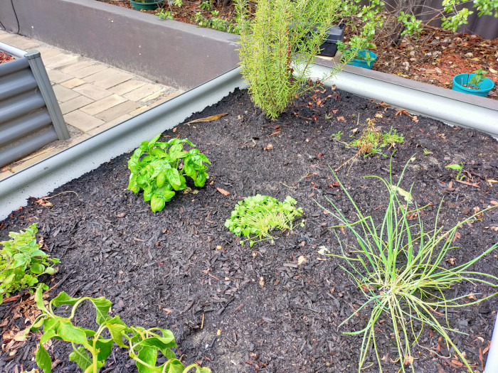 Herb garden with basil in it.